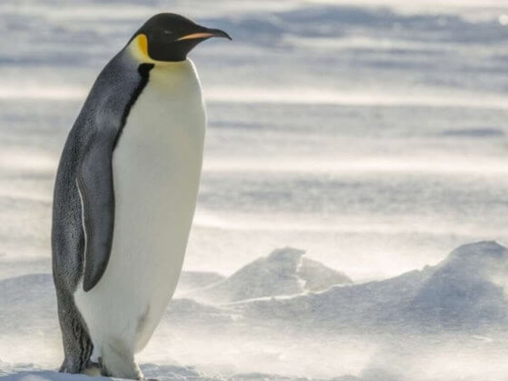 Побережье ЮАР хотят заселить пингвинами (ВИДЕО)
