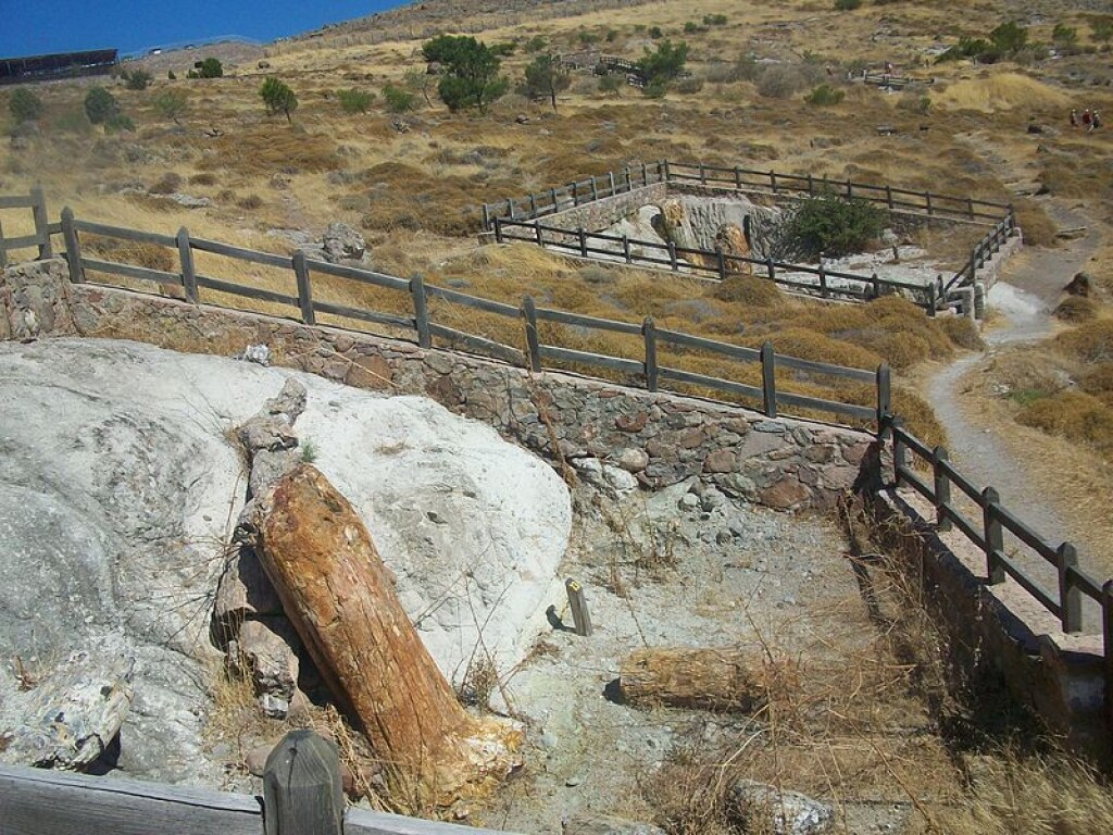 В Греции археологи обнаружили остатки деревьев, которые выросли 18 миллионов лет назад (ФОТО)