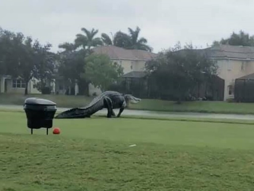 Огромный аллигатор вышел на поле для гольфа во время шторма: впечатляющие фото и видео с рептилией