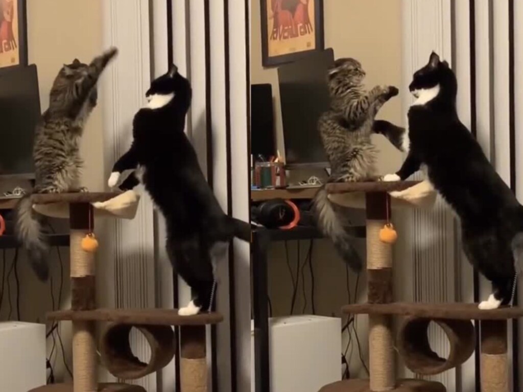 Кот продемонстрировал отличные навыки бесконтактного боя: опубликовано зажигательное видео