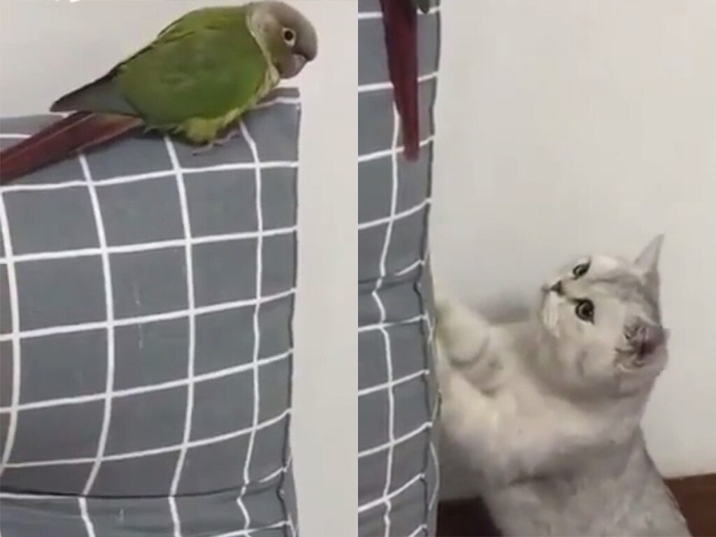 Кот хотел поймать попугая, но был разоблачен пернатым: забавное видео