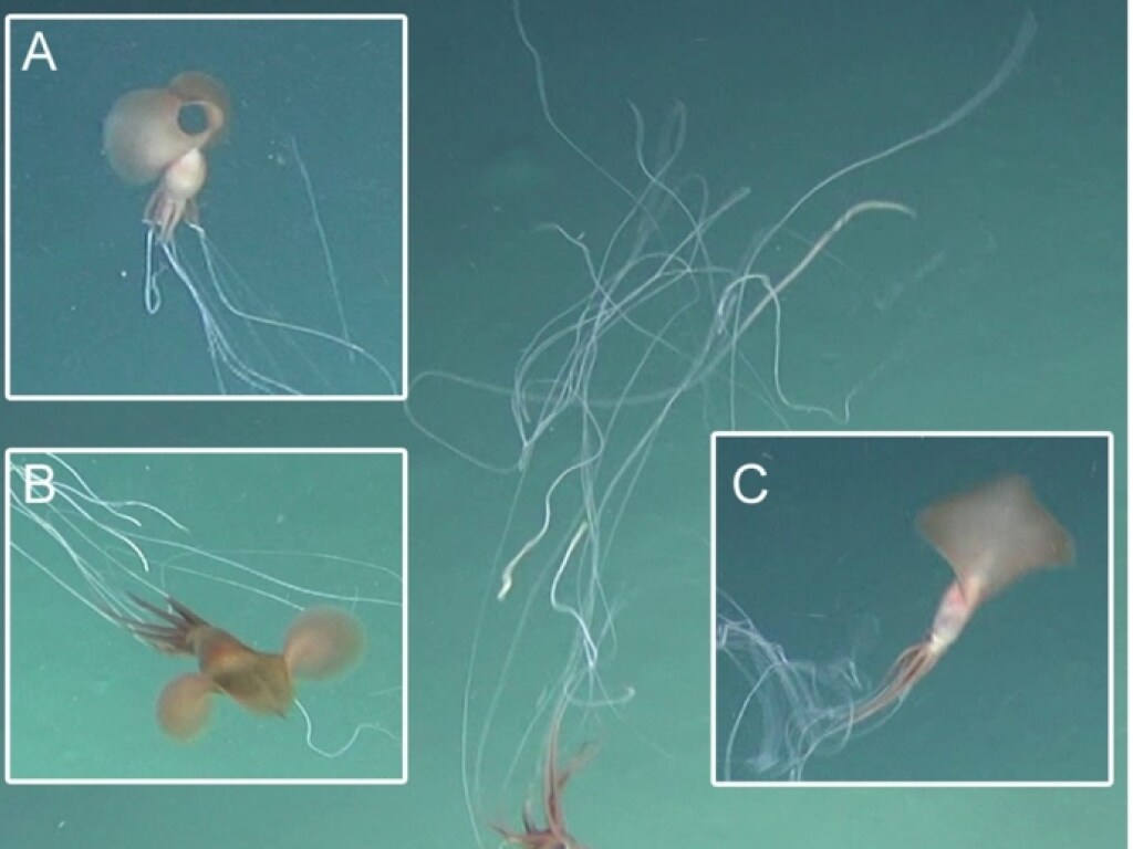 Настоящие чудища: у берегов Австралии ученые обнаружили редкий вид кальмаров (ВИДЕО)